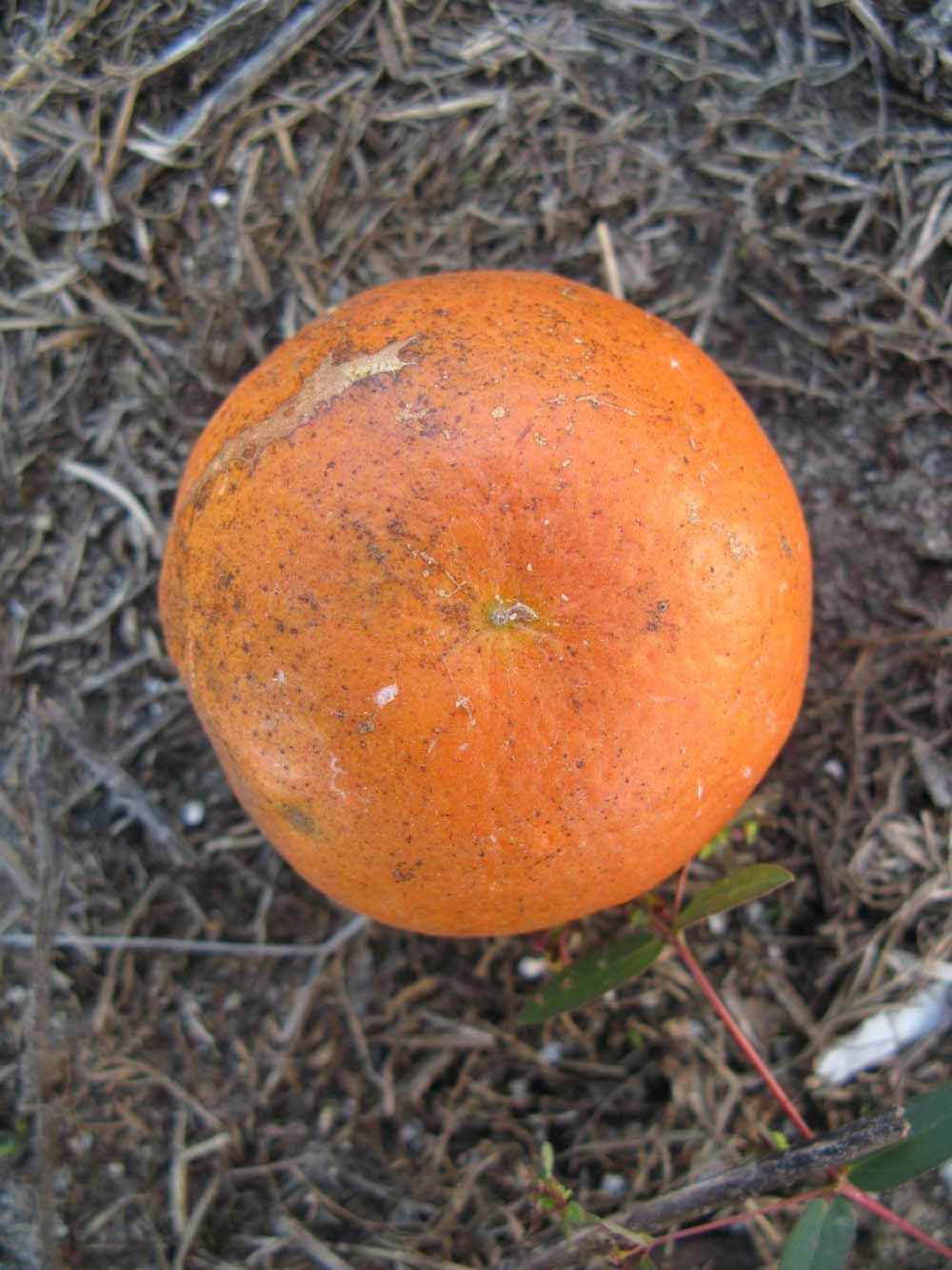              Fruit (Winter Haven, FL)       